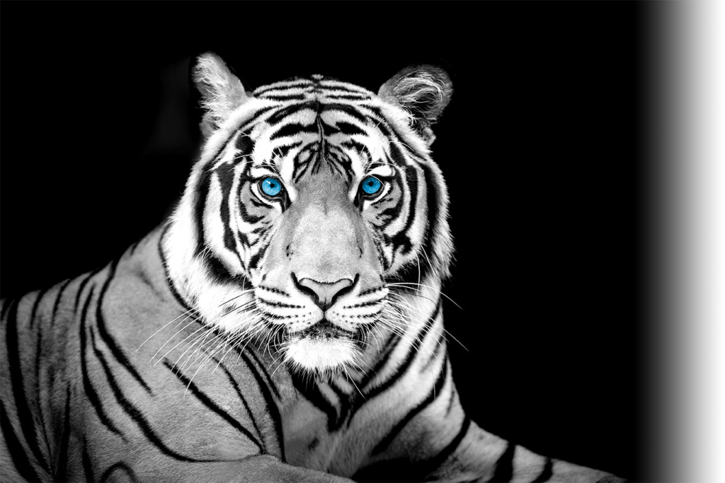 White Tiger Technologies